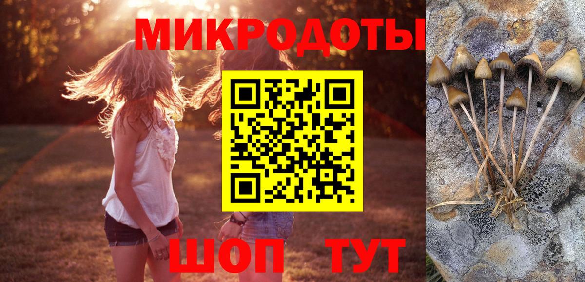 Галлюциногенные грибы Psilocybe Владивосток